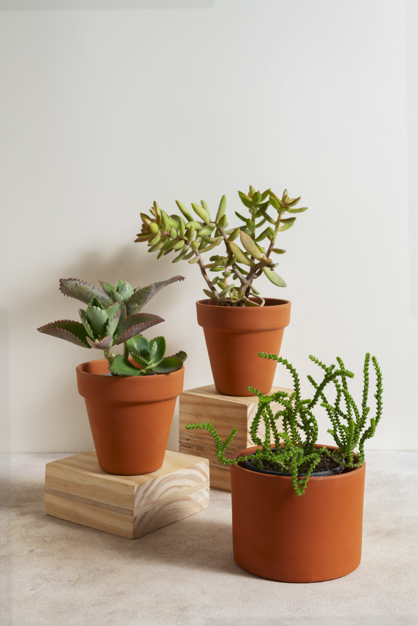 still-life-with-indoor-plants (1)