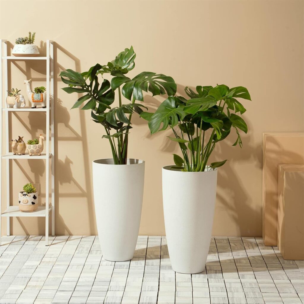 Plant